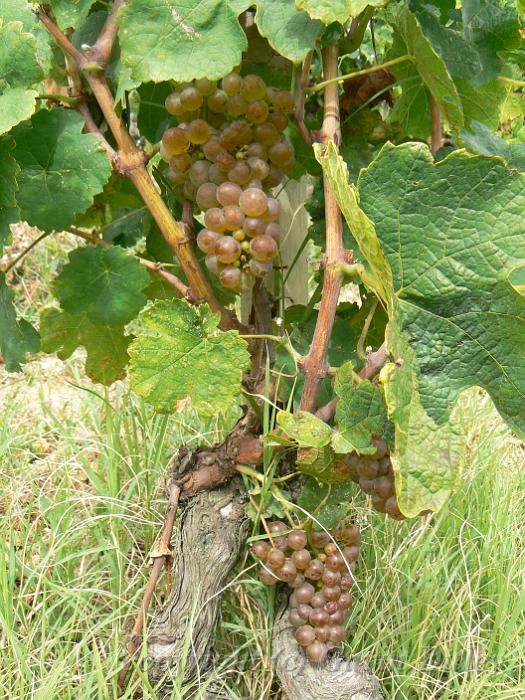 Marsanne vine, Hermitage vineyards P1140075.JPG